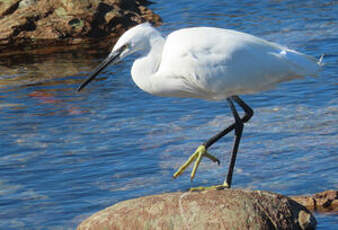 Aigrette garzette