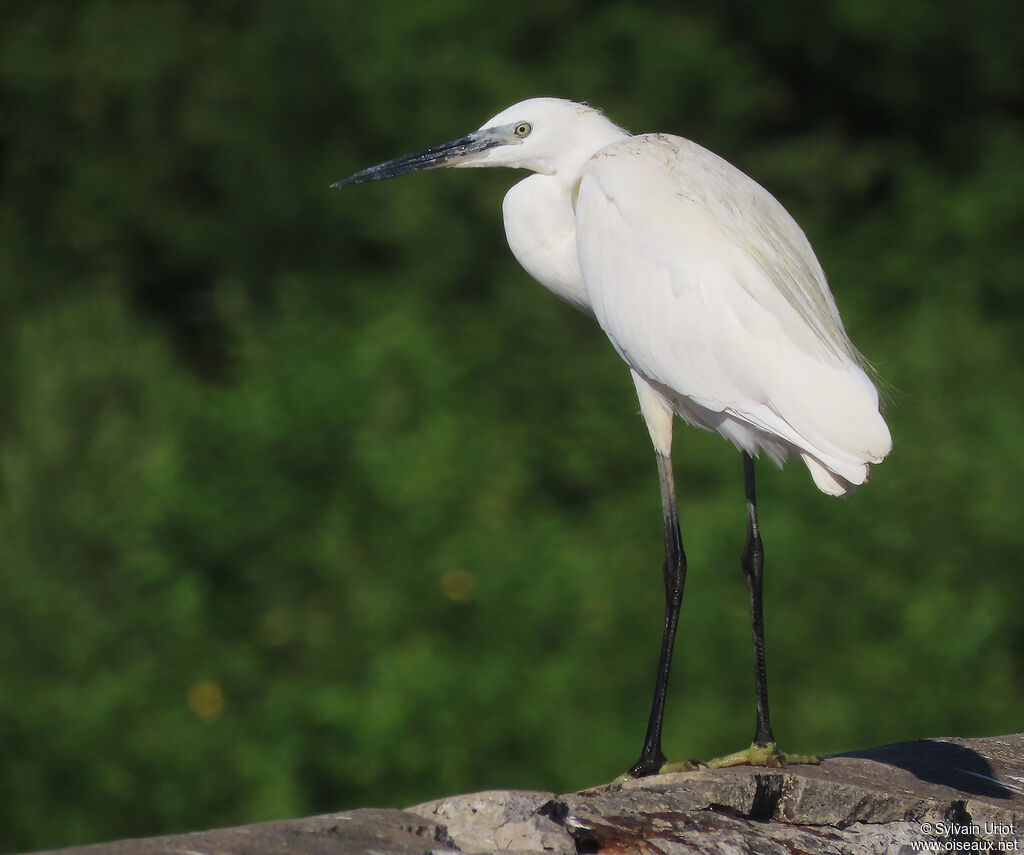 Little Egretadult post breeding