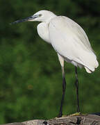 Aigrette garzette