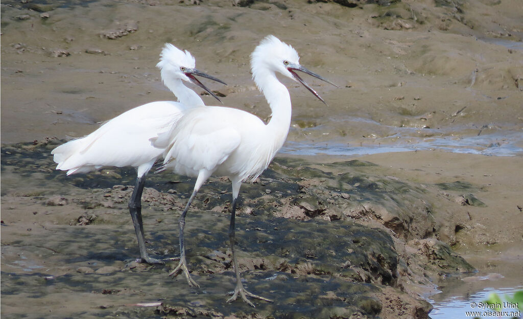 Aigrette garzetteadulte