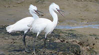 Aigrette garzette