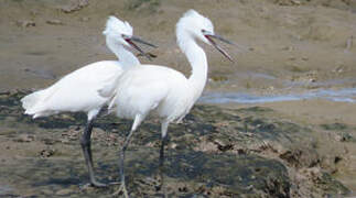 Little Egret