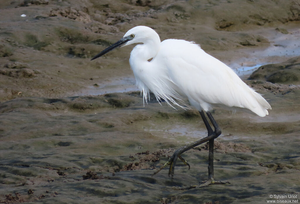 Aigrette garzetteadulte