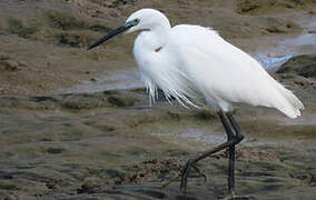 Little Egret