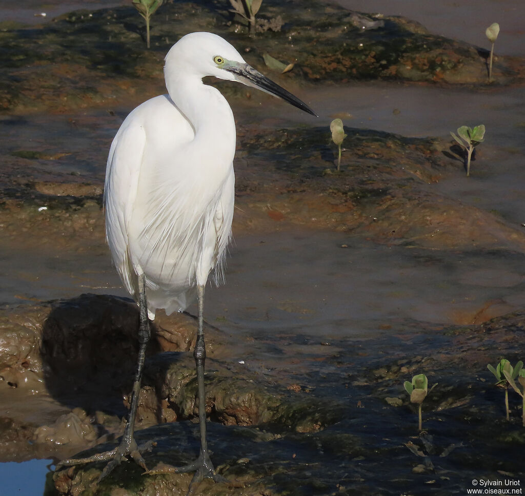 Aigrette garzetteadulte internuptial