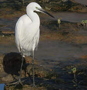 Little Egret