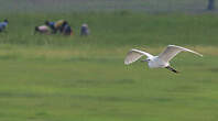 Aigrette garzette