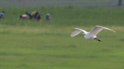 Aigrette garzette