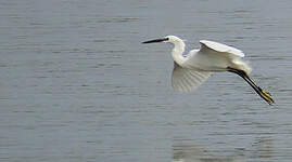 Aigrette garzette