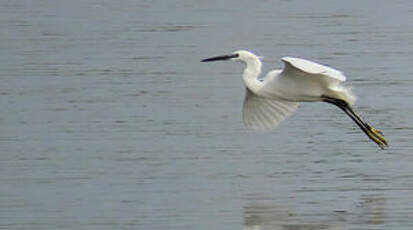 Aigrette garzette