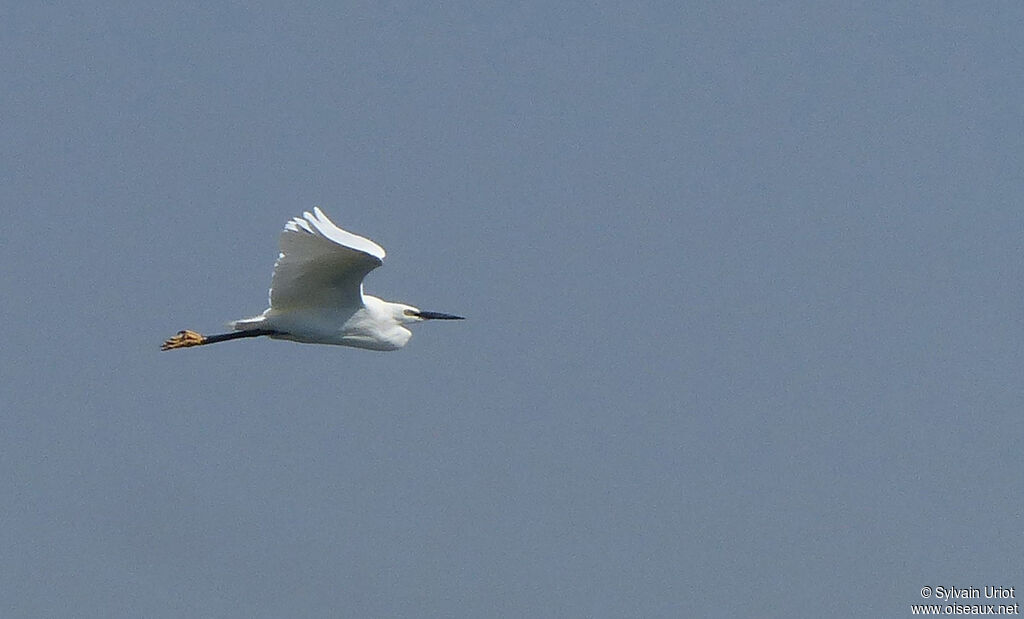 Aigrette garzette