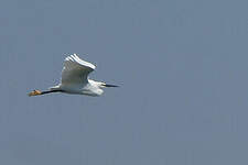 Aigrette garzette