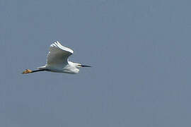 Little Egret