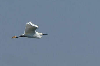 Aigrette garzette