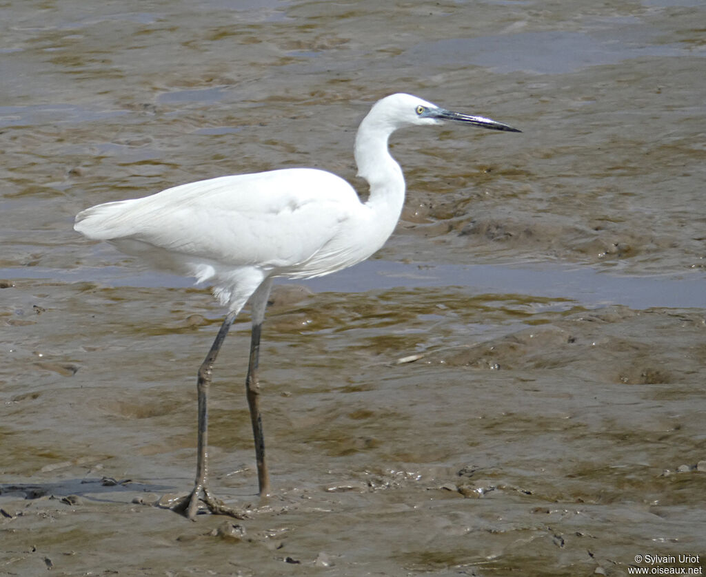 Aigrette garzetteadulte