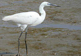 Aigrette garzette