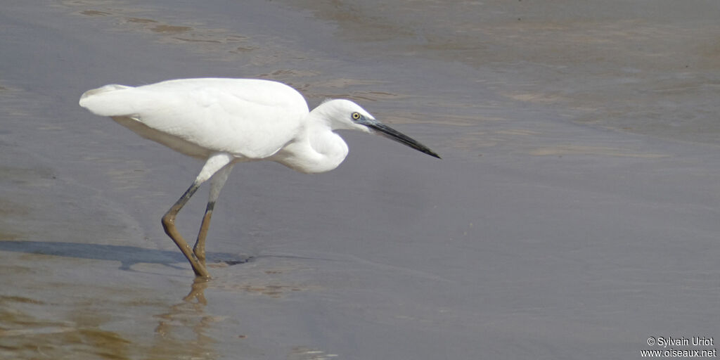 Aigrette garzetteadulte