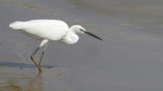 Aigrette garzette