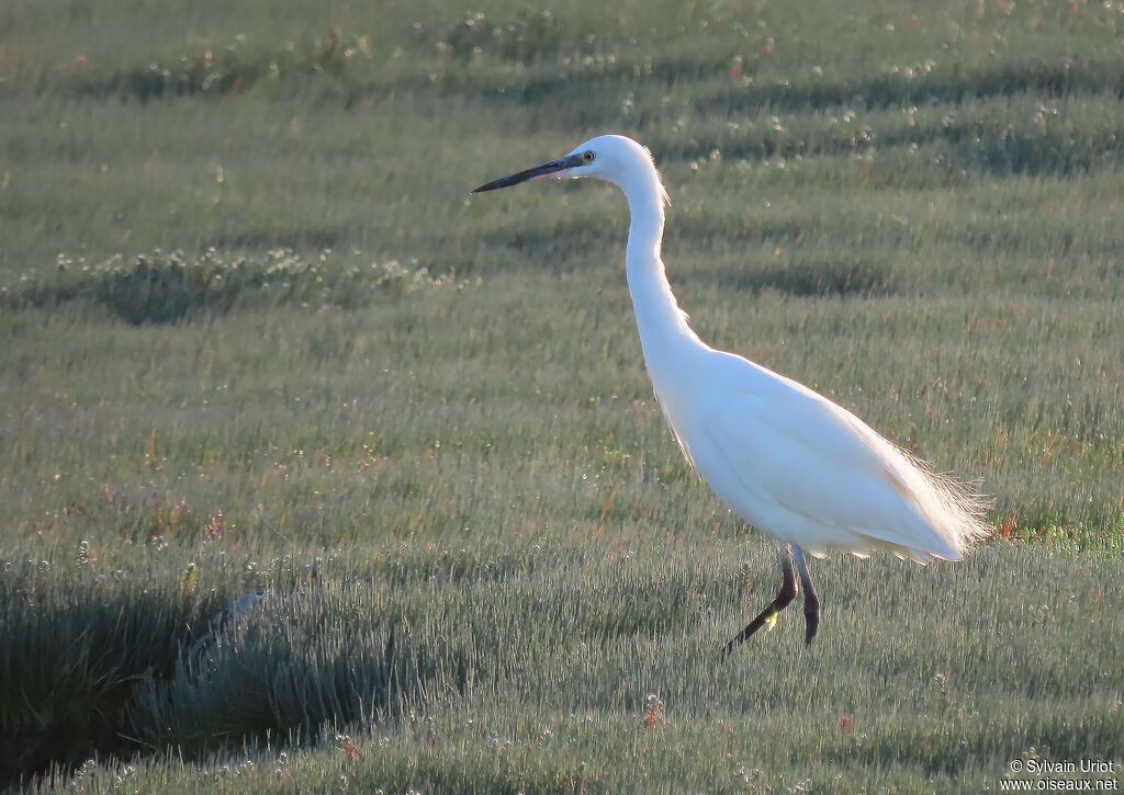 Aigrette garzetteadulte internuptial