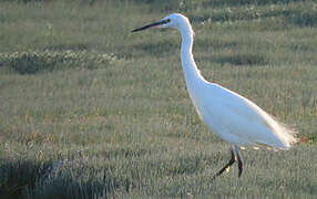 Little Egret