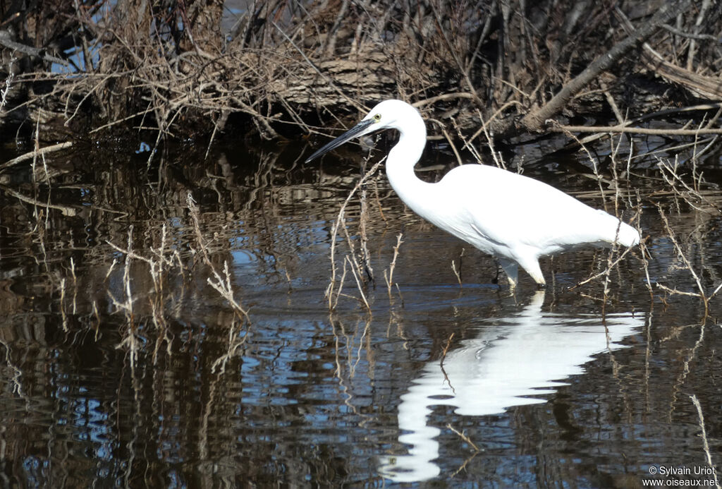 Little Egret