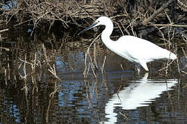 Little Egret