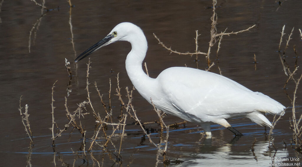 Little Egret