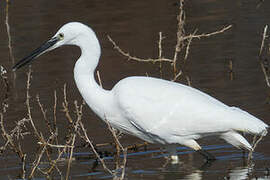 Aigrette garzette