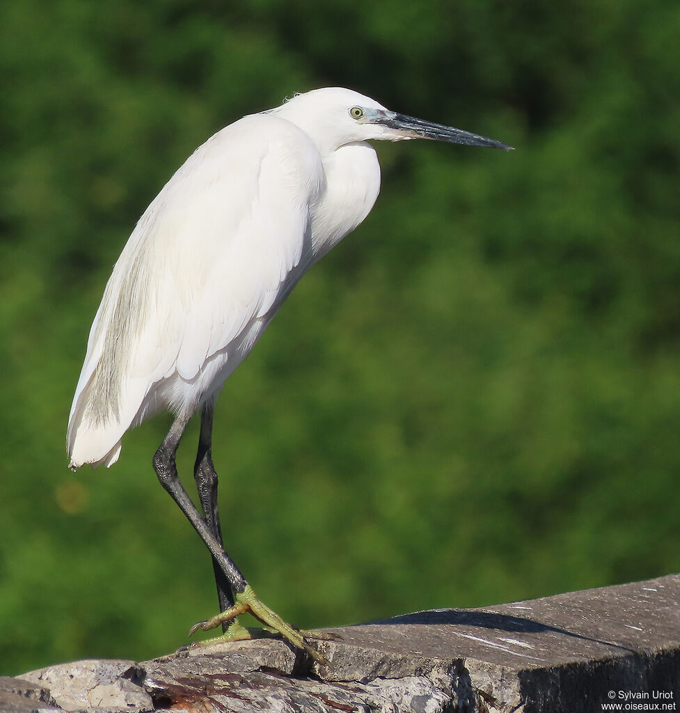 Aigrette garzetteadulte internuptial