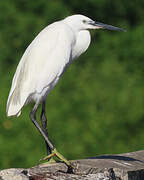 Little Egret