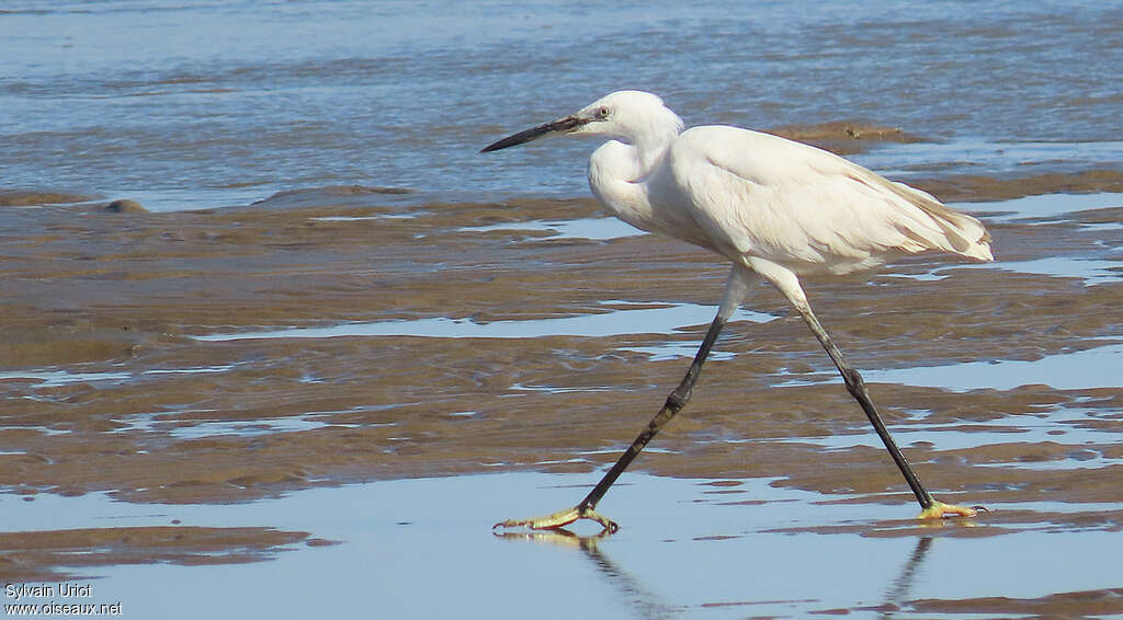 Aigrette garzetteadulte