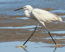 Aigrette garzette