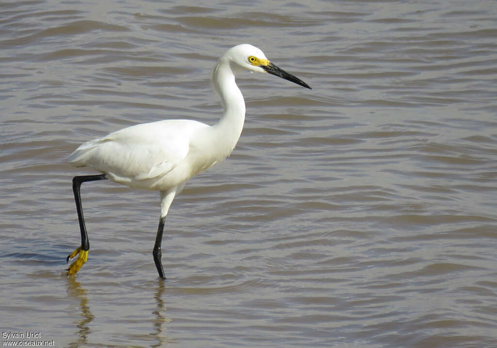 Aigrette neigeuseadulte, identification