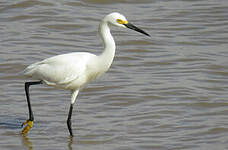 Aigrette neigeuse