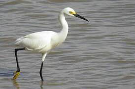 Snowy Egret