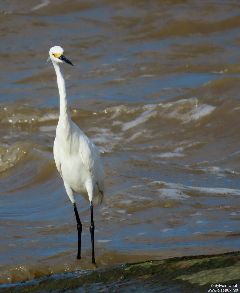 Aigrette neigeuseadulte internuptial