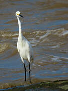 Snowy Egret