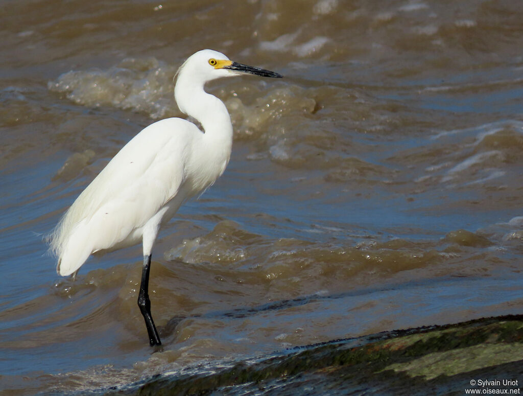 Aigrette neigeuseadulte internuptial