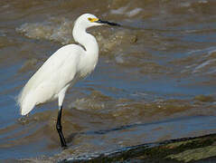 Aigrette neigeuse