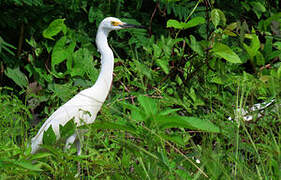 Snowy Egret