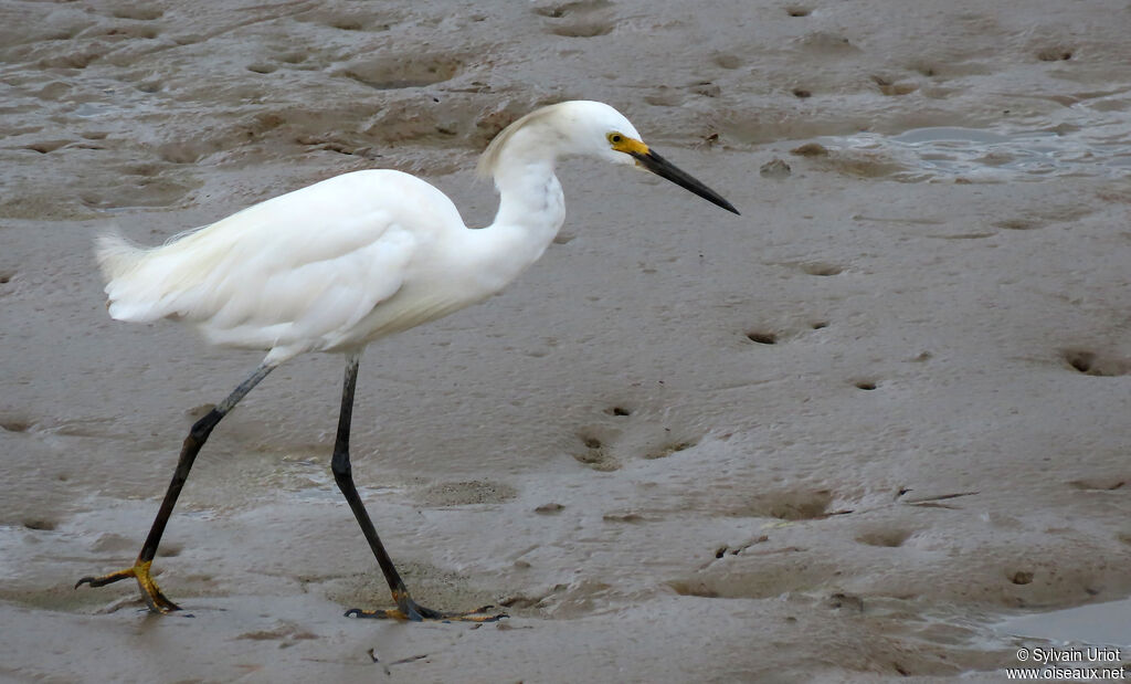 Aigrette neigeuseadulte