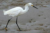 Aigrette neigeuse