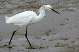 Snowy Egret