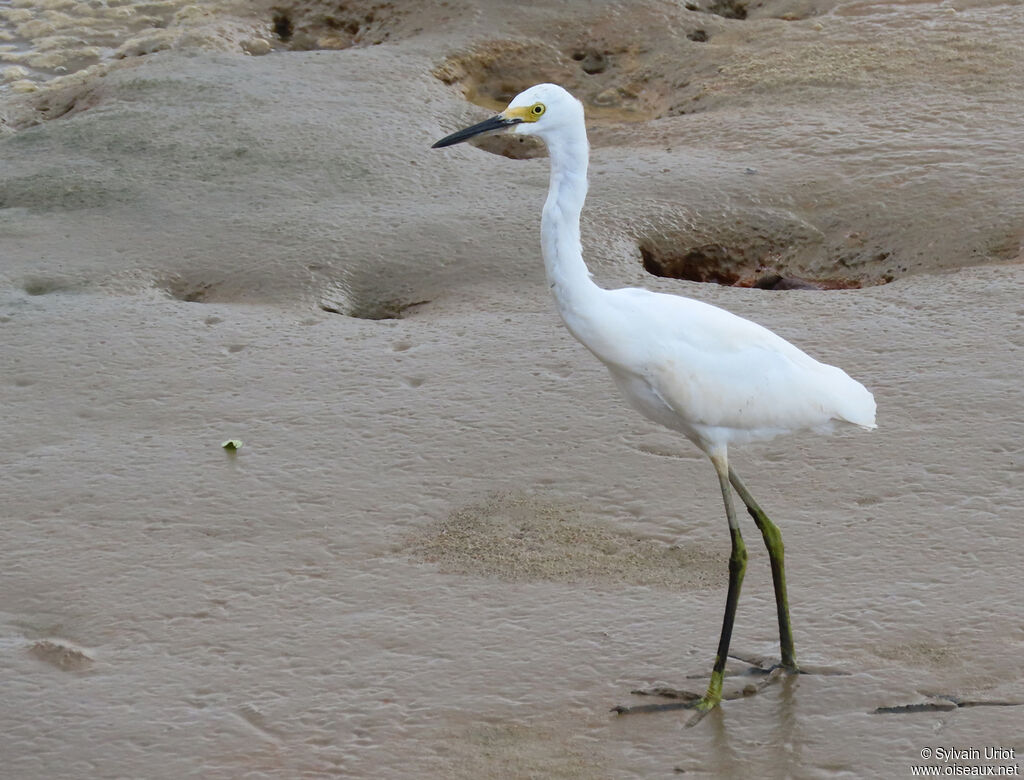 Aigrette neigeuseimmature