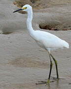 Aigrette neigeuse