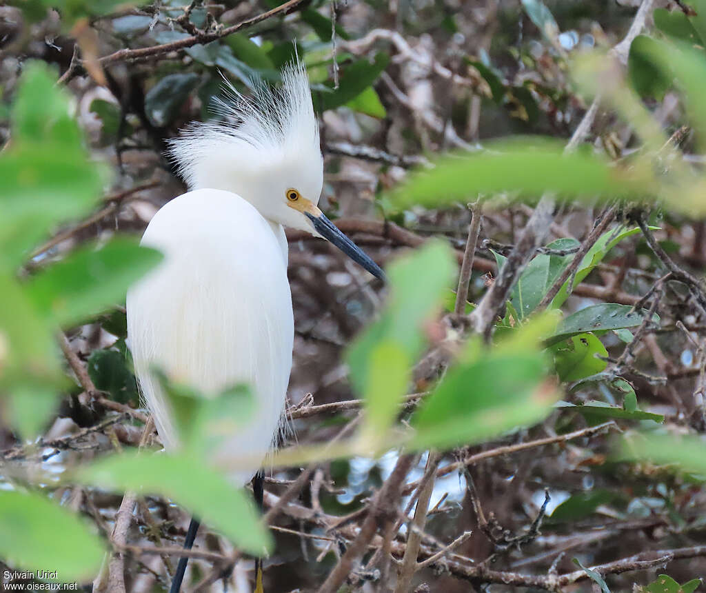 Aigrette neigeuseadulte nuptial