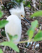 Aigrette neigeuse