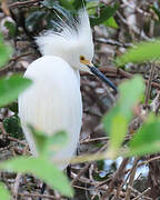 Snowy Egret