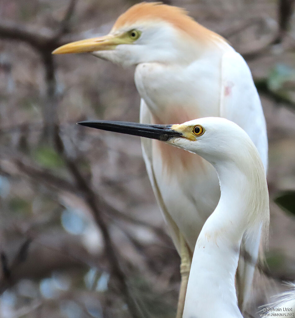 Aigrette neigeuseadulte nuptial