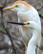 Snowy Egret